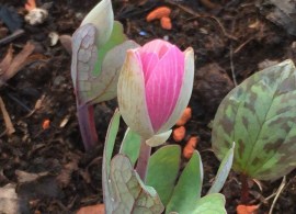 sanguinaria_canadensis_pink_form (1)